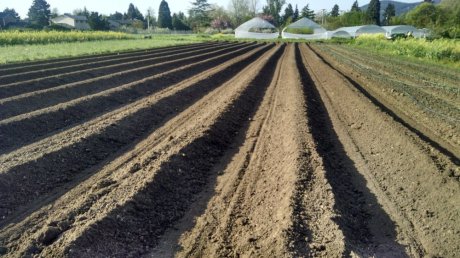 Spreading chicken pellets on future onion beds