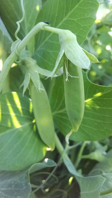 First baby peas!