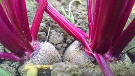 Red beets, transplanted in pairs, sizing up together
