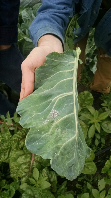 Checking out aphids on the collards: skip over those leaves while harvesting!