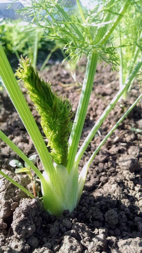 Transluscent fennel