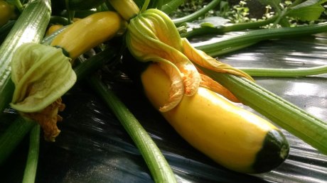 Yellow zucchini already falling over itself in overabundance in the greenhouse
