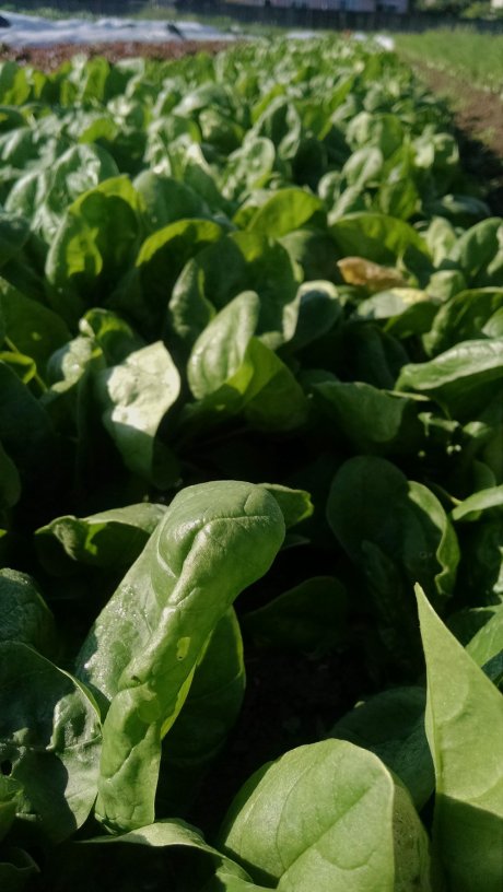 Luscious spinach: this is already our third mature planting this spring.&nbsp; "Best spinach ever!" -everyone