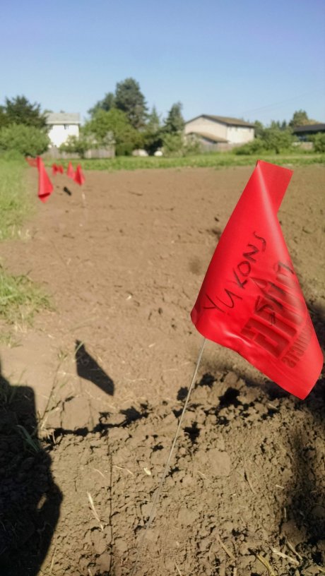 A cavalcade of red flags to mark the potato field, planted on Saturday by the new youth farmers