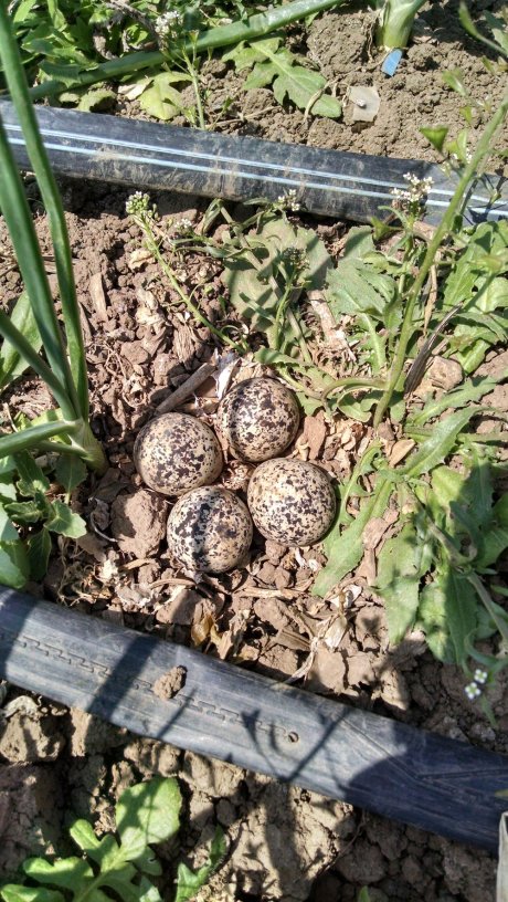 Killdeer eggs in the onion patch