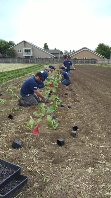Volunteers planting eggplants