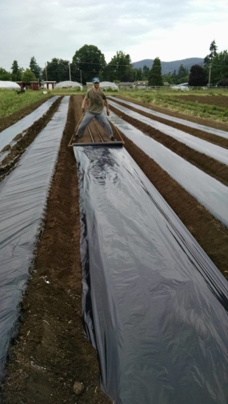 Covering tomato beds with plastic