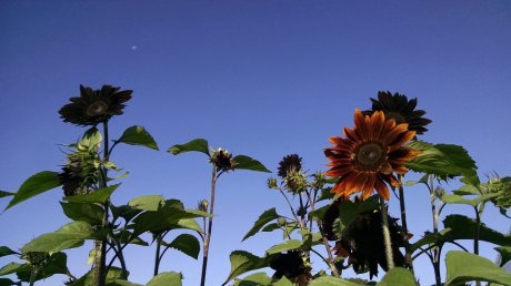 Waning moon over sunflowers