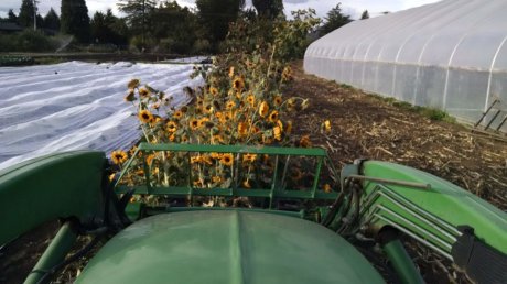 Tilling in the sunflowers