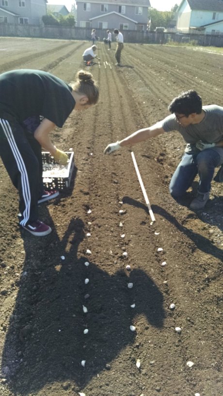 Garlic planting